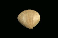 藏品(普通文蛤)的圖片